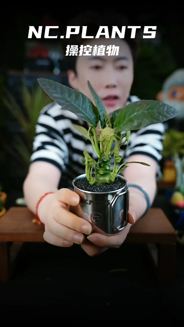 无花朵暗夜流（新品福利