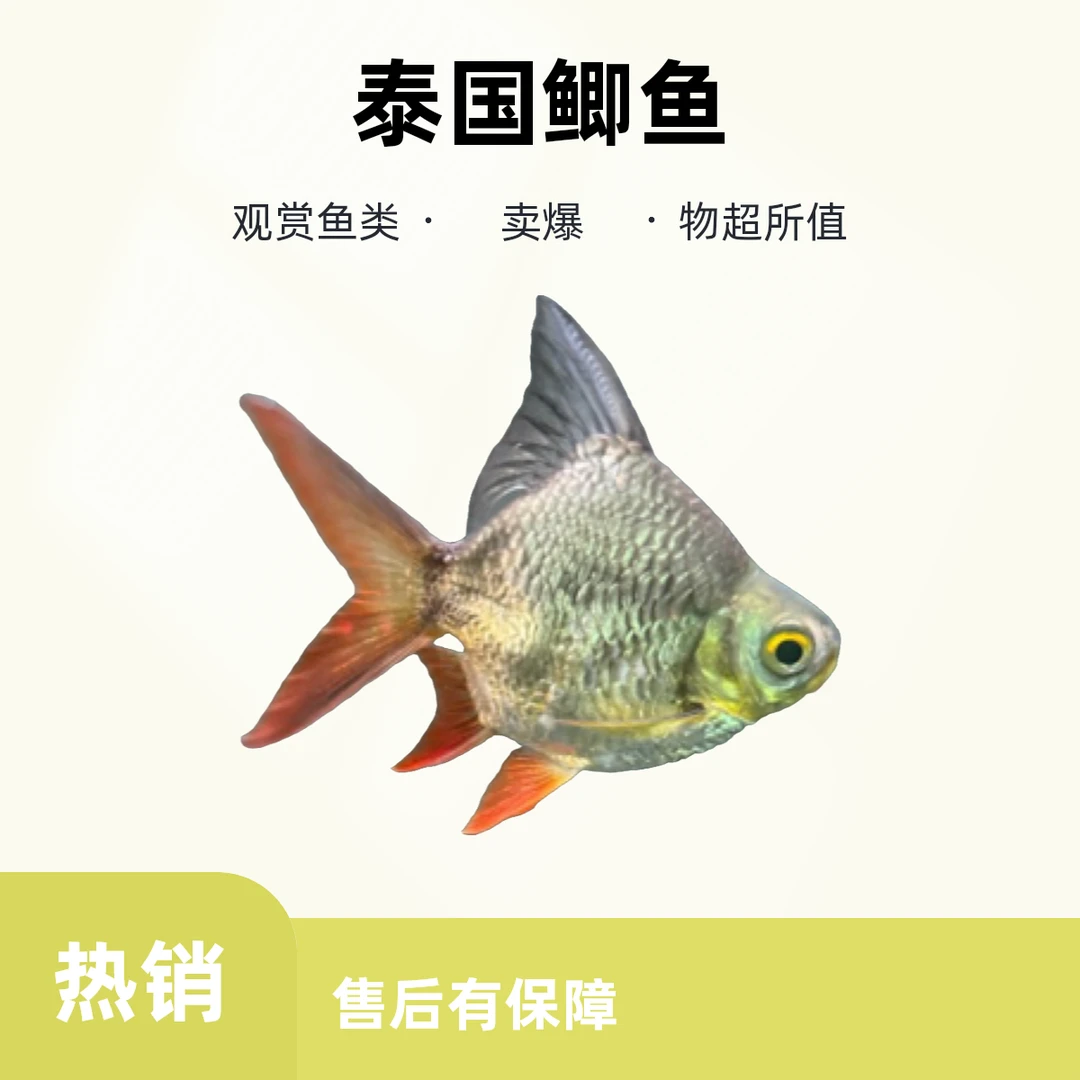 1号元宝泰国鲫鱼（高端龙虎配鱼）