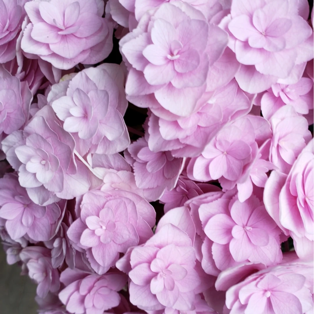 花宝 粉色 小2加仑 生花苞发货 大花绣球 花卉盆栽