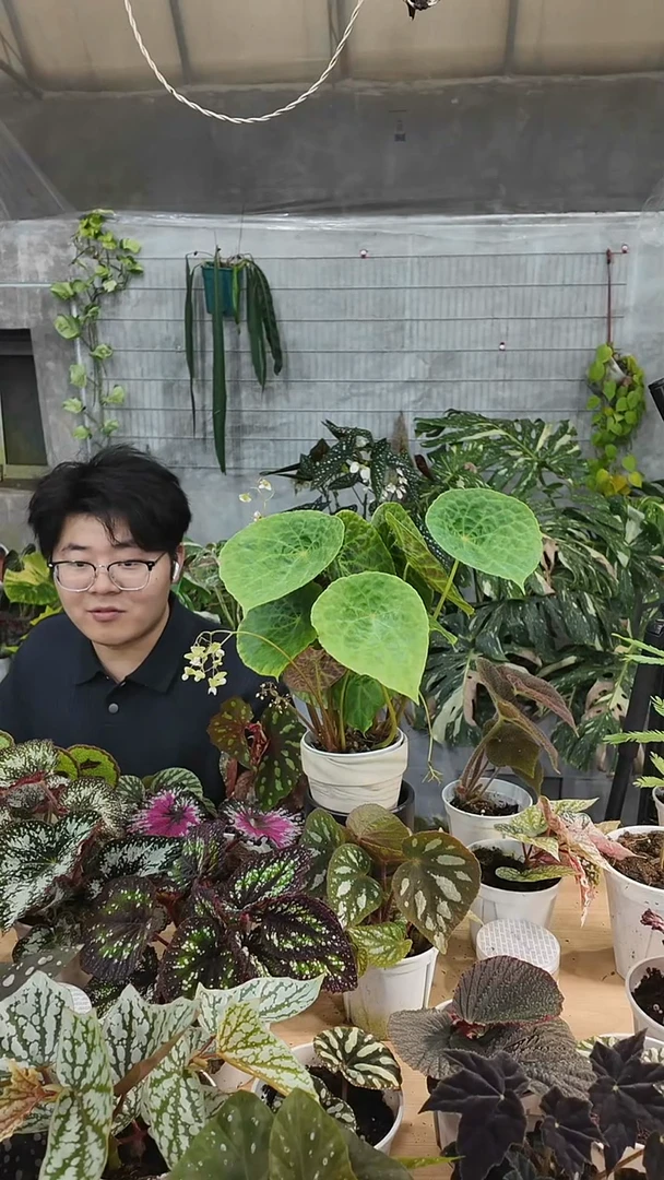 完全开放福寿秋海棠