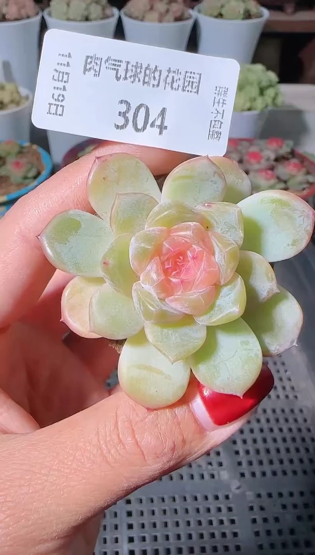 1119-304无土糖心麦秆群生不包整