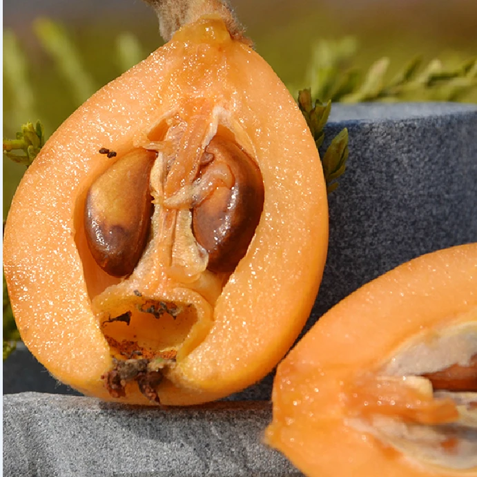 新鲜枇杷米易冬季早钟琵琶水果当季现货包邮四川攀枝花冬枇杷