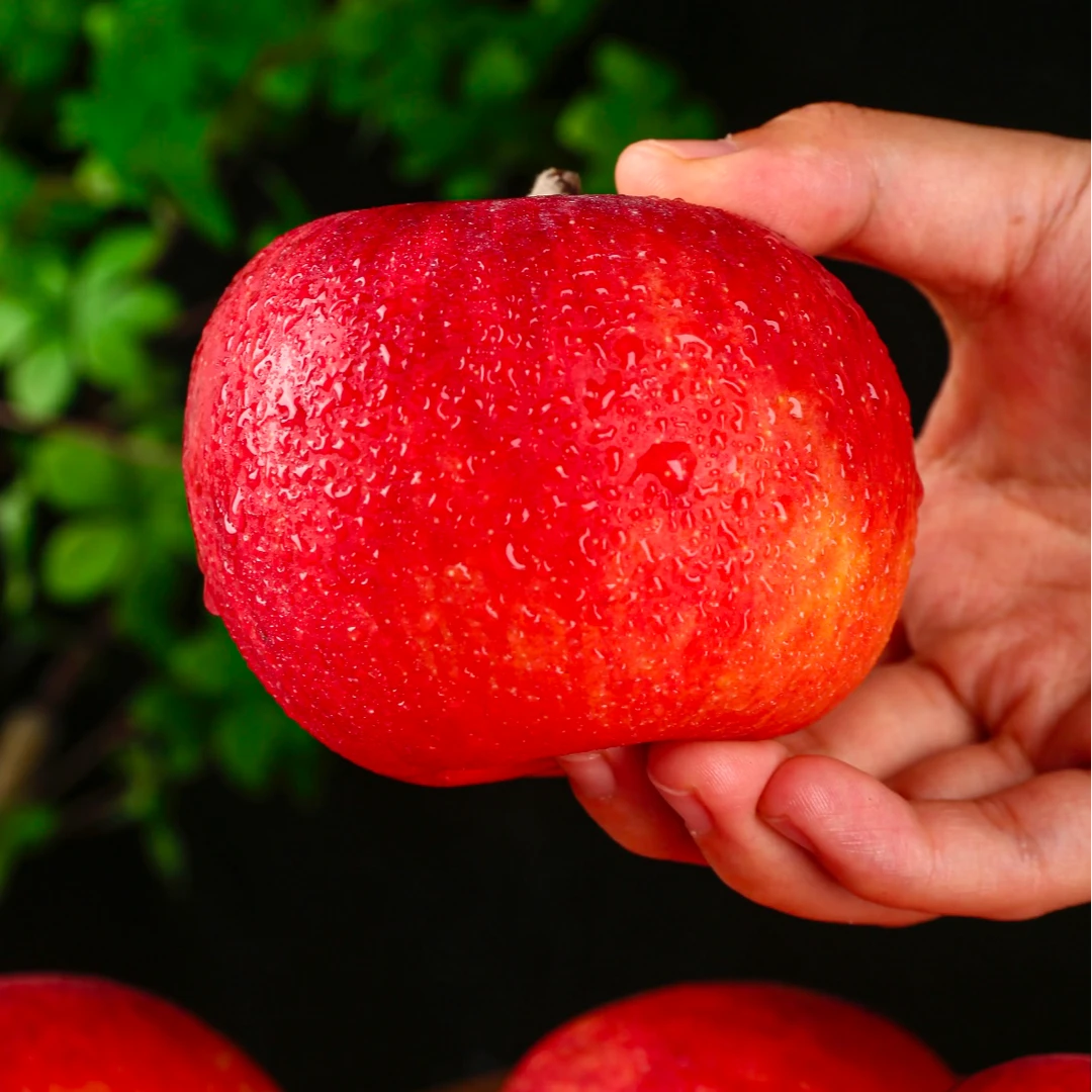 秦脆苹果脆甜果渣少套袋无残留自家果园种植顺丰直发特大果