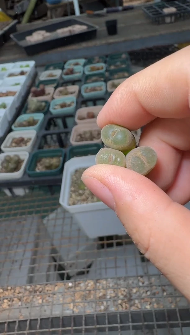 小***枚11-257多肉植物肉锥