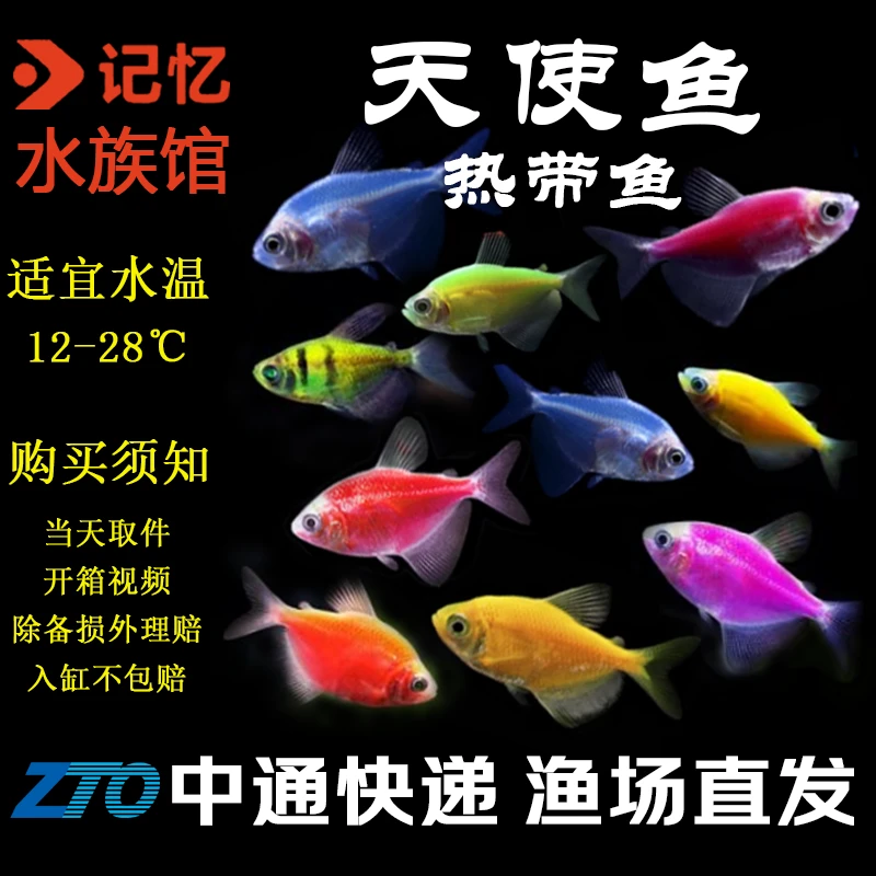 【天使鱼】热带鱼小型观赏鱼灯科鱼观赏鱼好养耐活新手