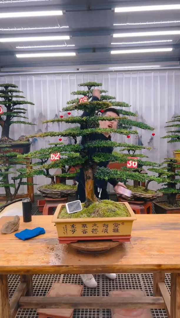 【闪购商品】紫砂精品盆景直播间一物一拍