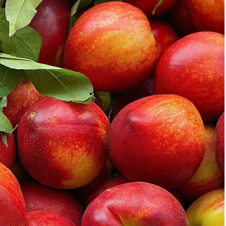山东黄油桃新鲜水果当季脆甜头茬桃子孕妈妈放心吃