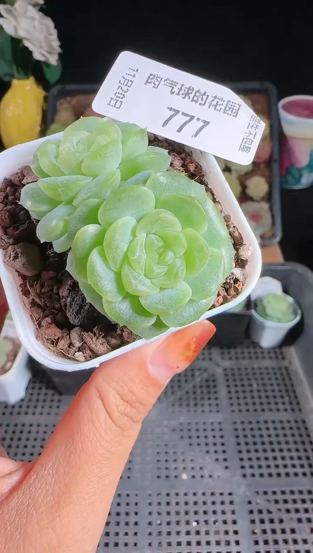 1120-777无尽灯群生不包整