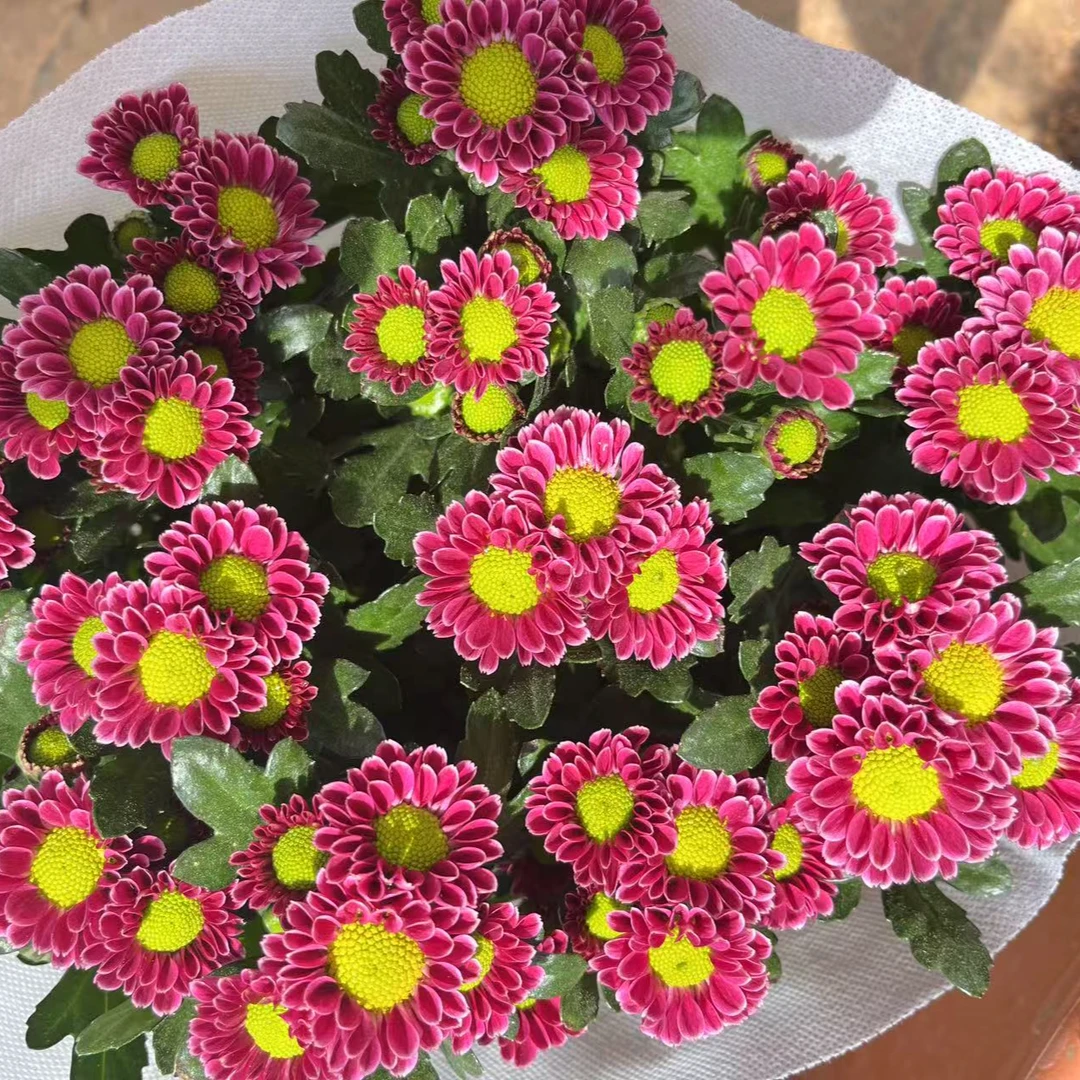 新品吉祥小菊盆栽花苗阳台庭院耐热多花多季节开耐热耐寒抗病性