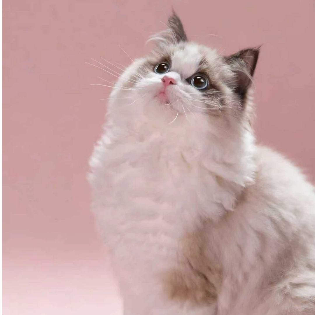 【卡其佑】 新脸版布偶宠物猫咪活体幼猫全国到家三针已打粘人听话