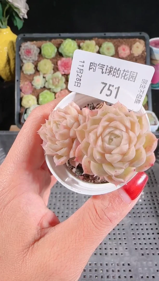 多肉1128-751群生不包整