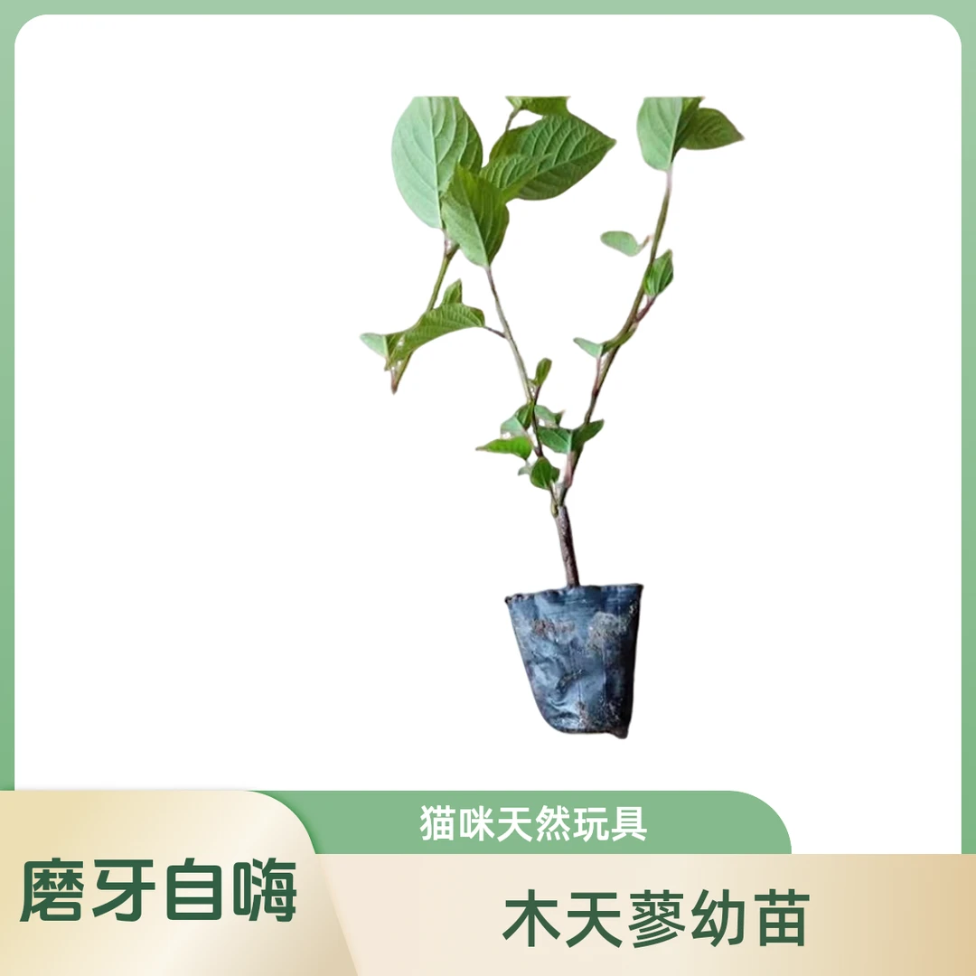 木天蓼树苗猫咪天然解闷自嗨磨牙棒幼苗猫玩具虫樱果逗猫耐咬