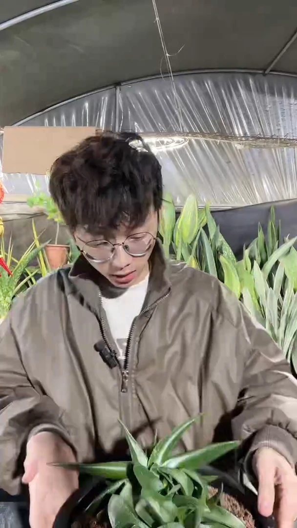 卧牛大群生脱土78
