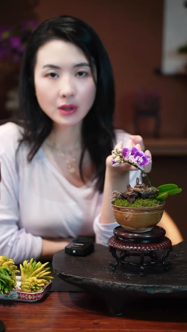 无花朵蝴蝶兰老盆盆景盆景盆景