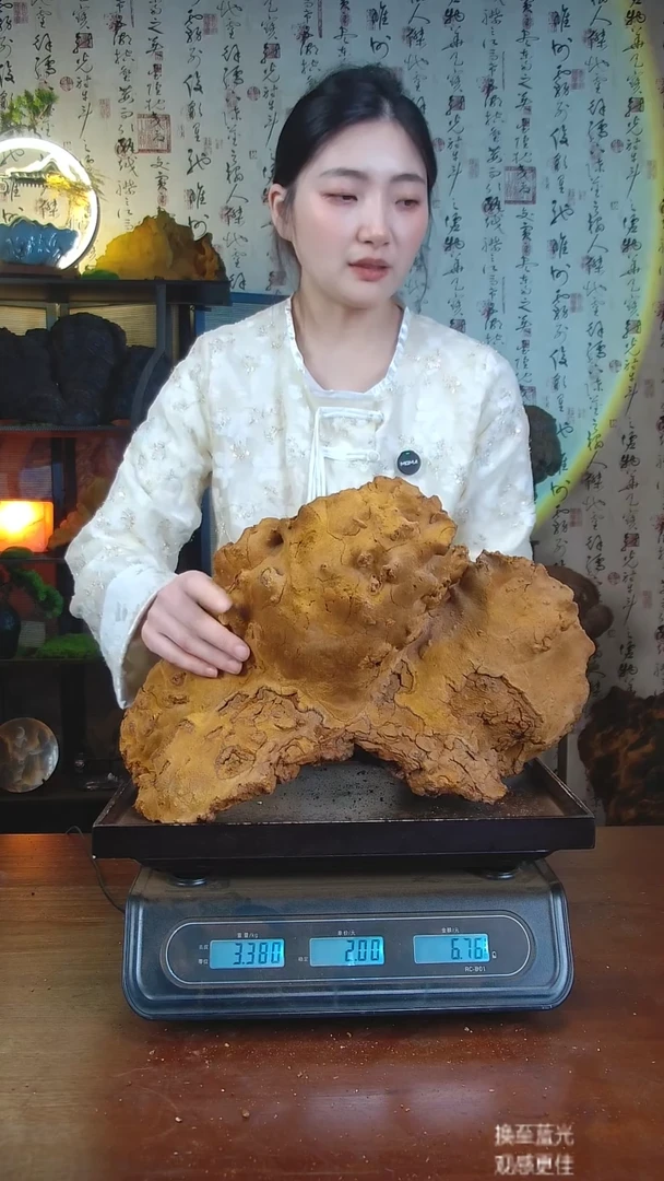 松针层孔菌中国大陆【藏区 野生】松树桑黄（6.75斤）70-80年份