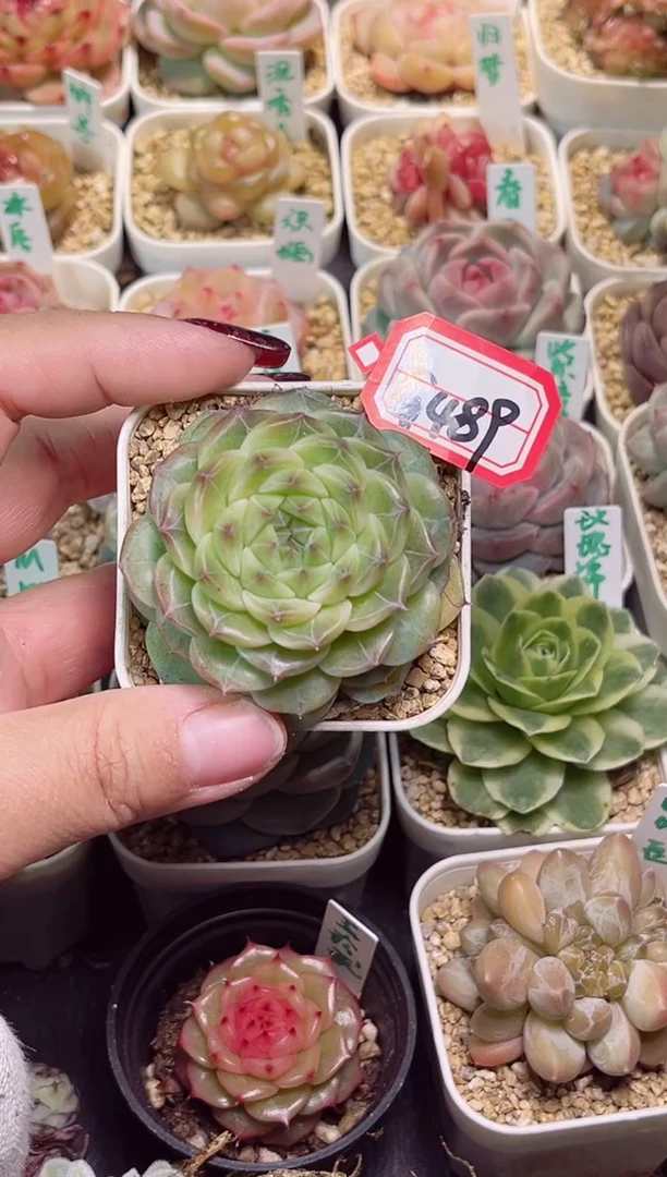 【闪购商品】G489雪花2代一物一拍