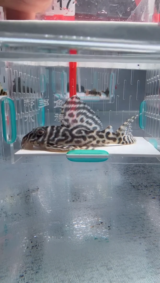 清道夫9.8不包入缸损117