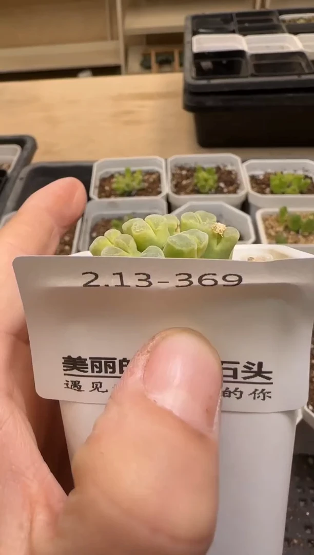 【闪购商品】13-369