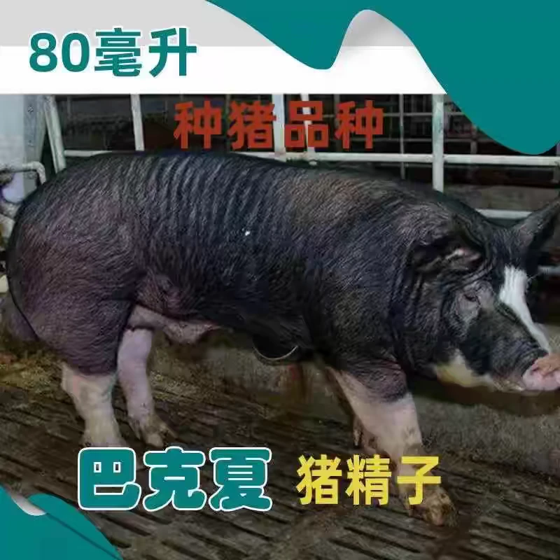 巴克夏杜洛克黑金刚英系大白