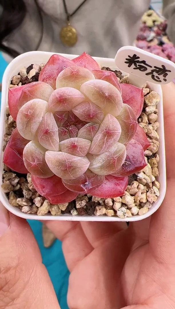 粉恋一颗