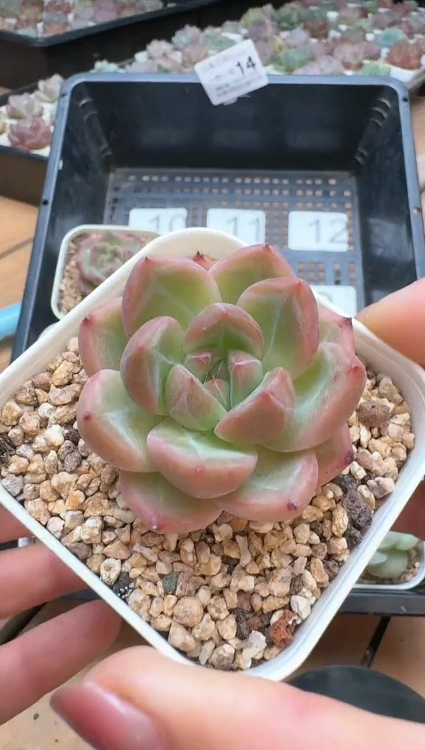 筐14珍妮杂交多肉 花卉植物08