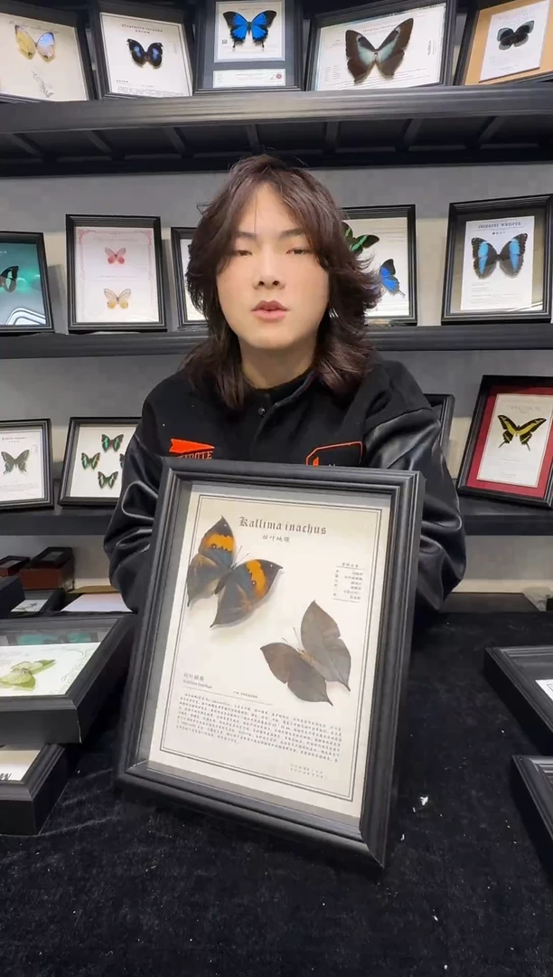 玻璃一物一拍，真实蝴蝶标本