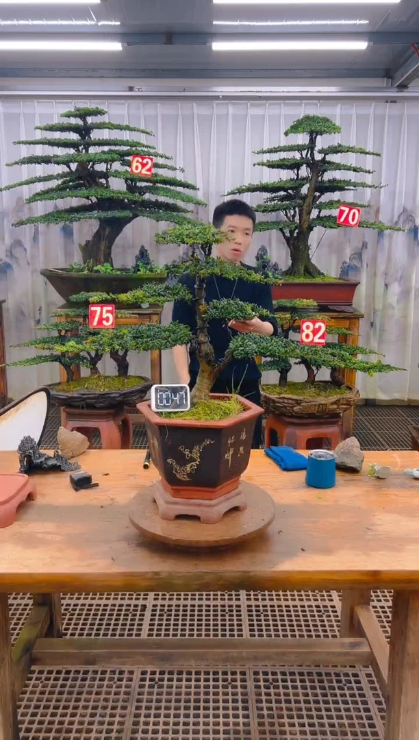 无花朵精品盆景直播间一物一拍