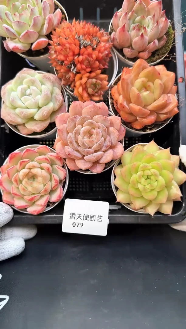 0    79 多肉8颗