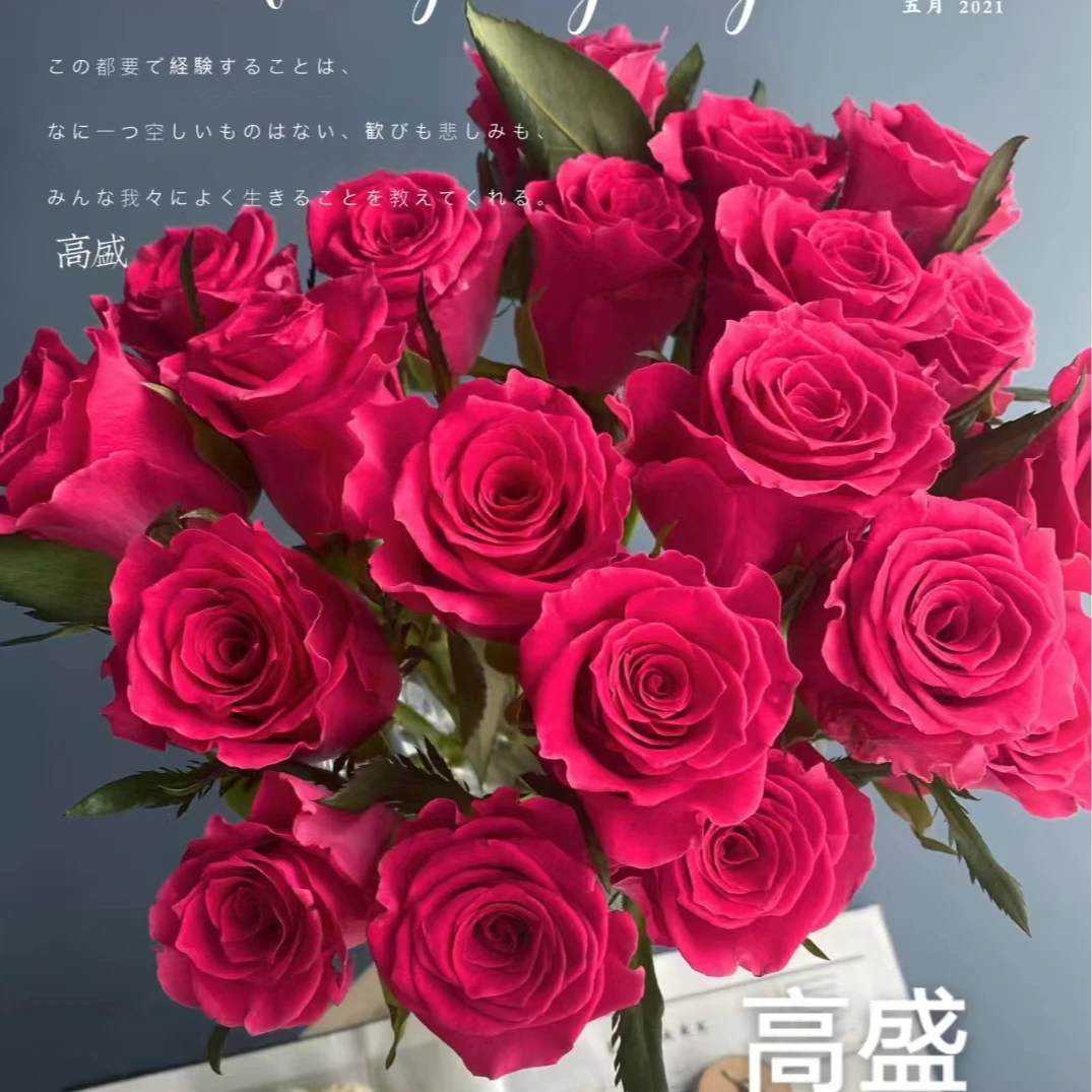 【高盛中苗】四季灌木