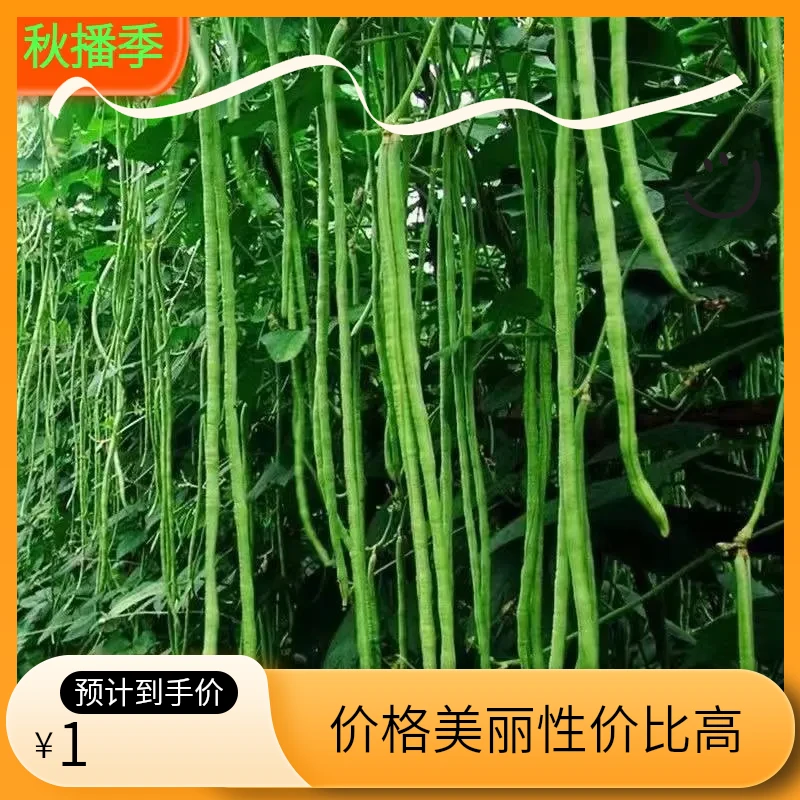 【满5包包邮】豆角种子大全四季豆种子无架豆角种子地豇豆种籽四季