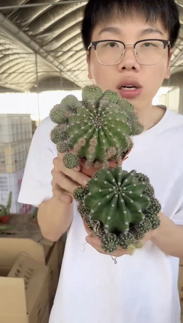 【闪购商品】2颗 8-10cm 席克氏彩草