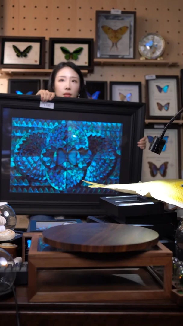 蝴蝶翅膀蝶翅画竞拍i100