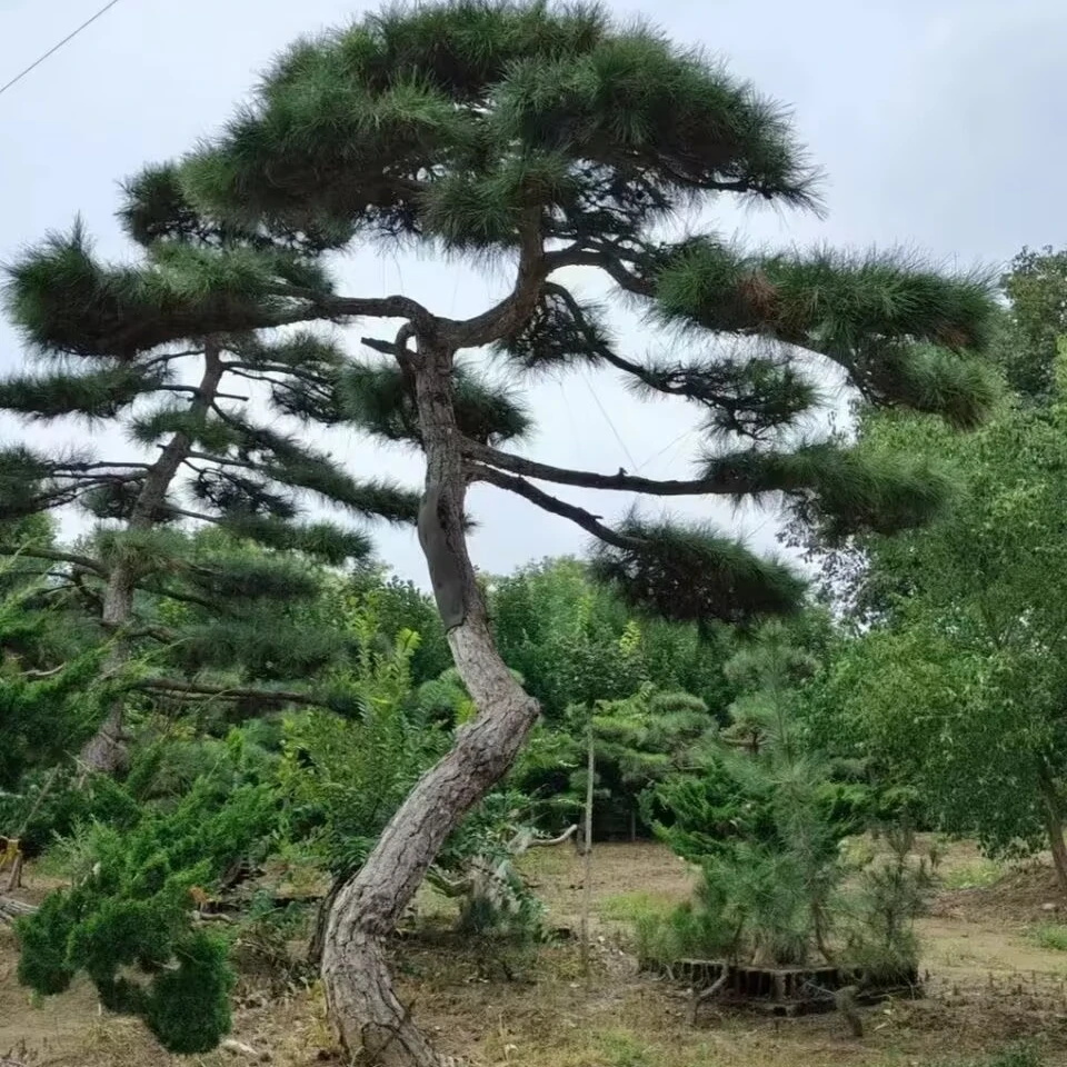 别墅庭院景观松黑松邻水斜飘造型园林绿化 [一物一拍]