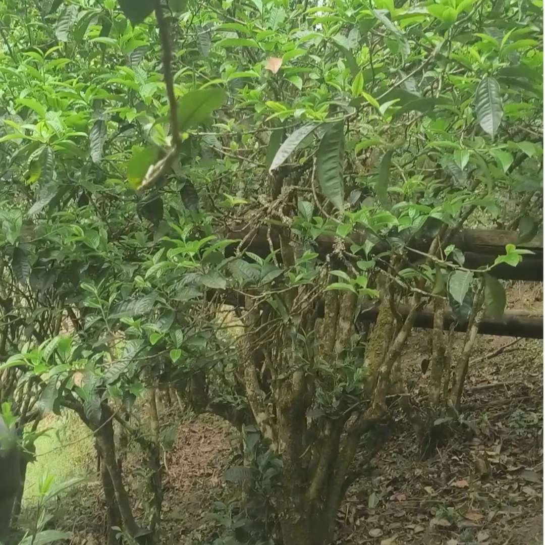 2025年小荒田老寨【茶王树一类古树头春】普洱茶散茶