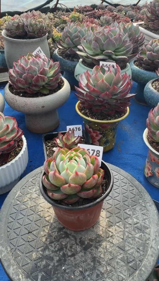 【闪购商品】A678惊鸿仙子（裸根发货）