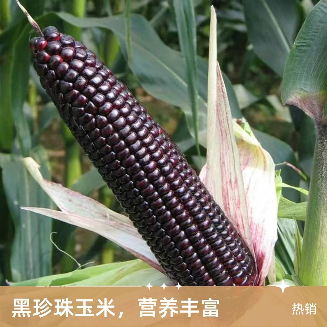 5斤 黑甜糯玉米现掰现发（5-7根）京东顺丰包邮新鲜黑糯玉米天津市