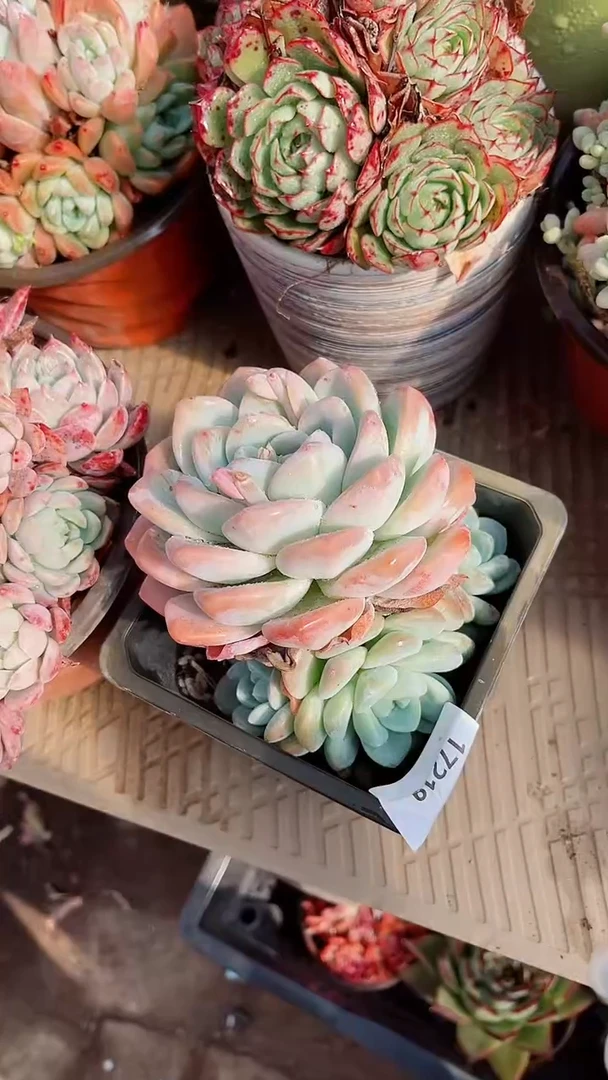 【闪购商品】17219