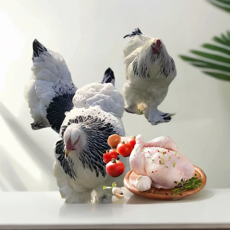 巨型梵天鸡整鸡3只肉鲜多汁味美