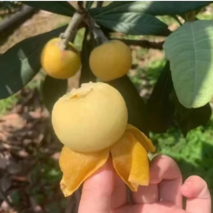 嫁接白玉包邮 盆栽地栽 修剪叶片嫩梢发货 介意勿拍