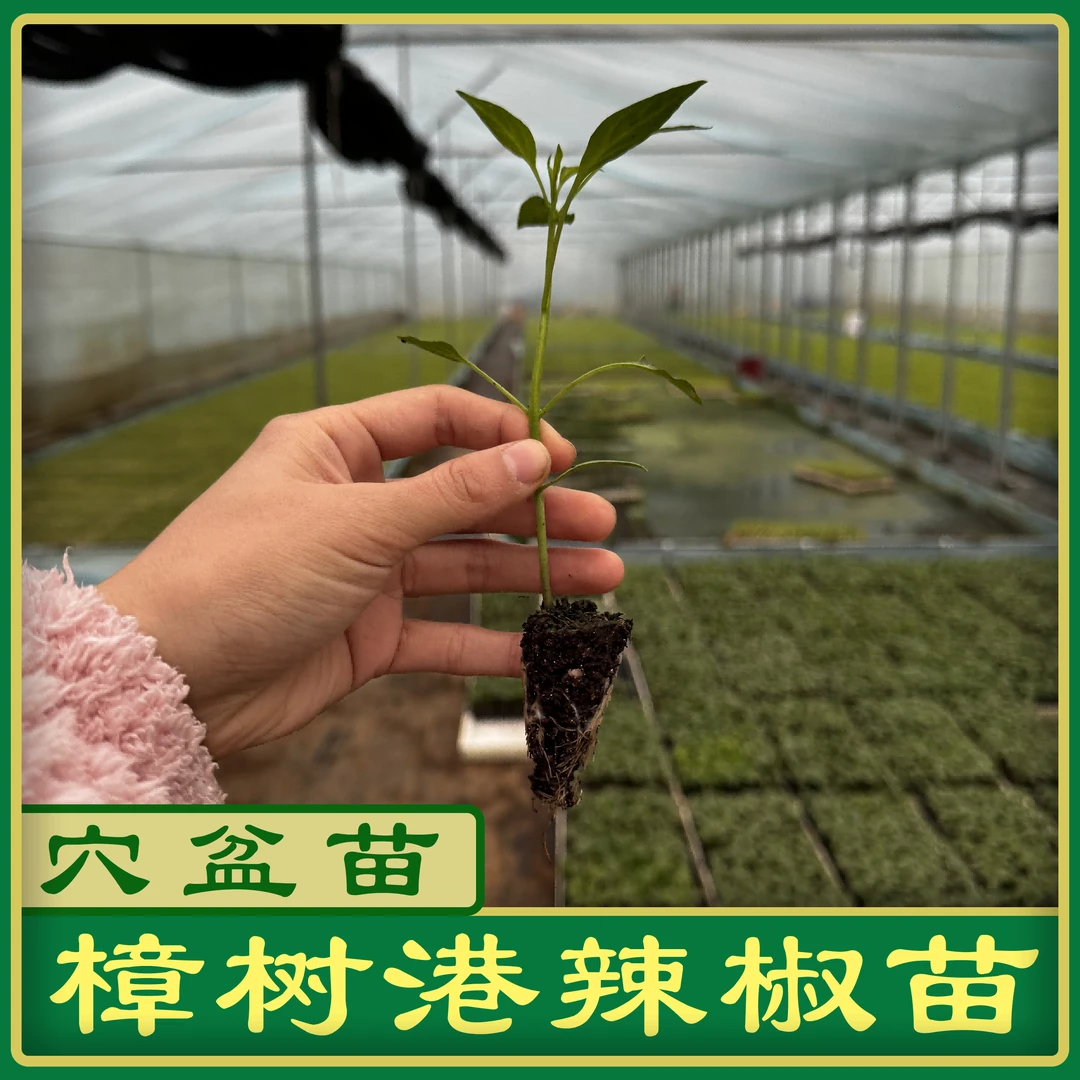 樟树港辣椒苗 辣椒种苗 湘阴樟树辣椒