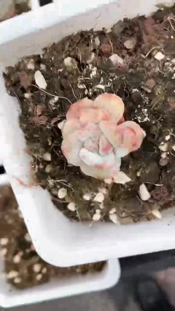 【闪购商品】十方星影石化单头多肉