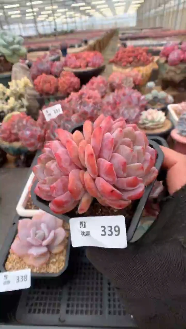 339橙子一物一拍