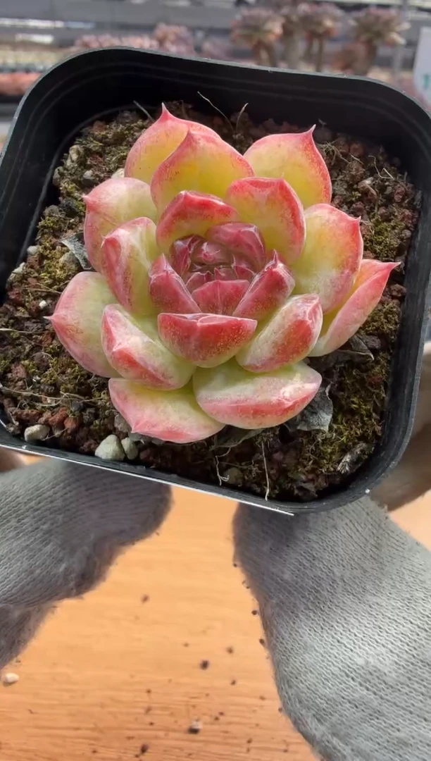 东云多肉园三店-73