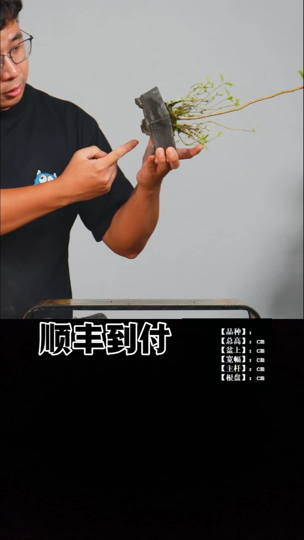无花朵v537山野草buaboyou