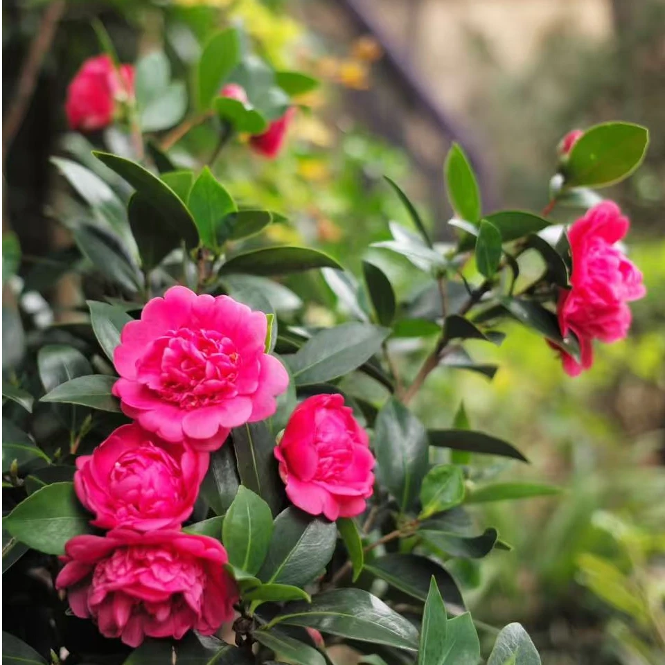 黛比新西兰冠军正品山茶花树苗花卉盆栽名贵品种