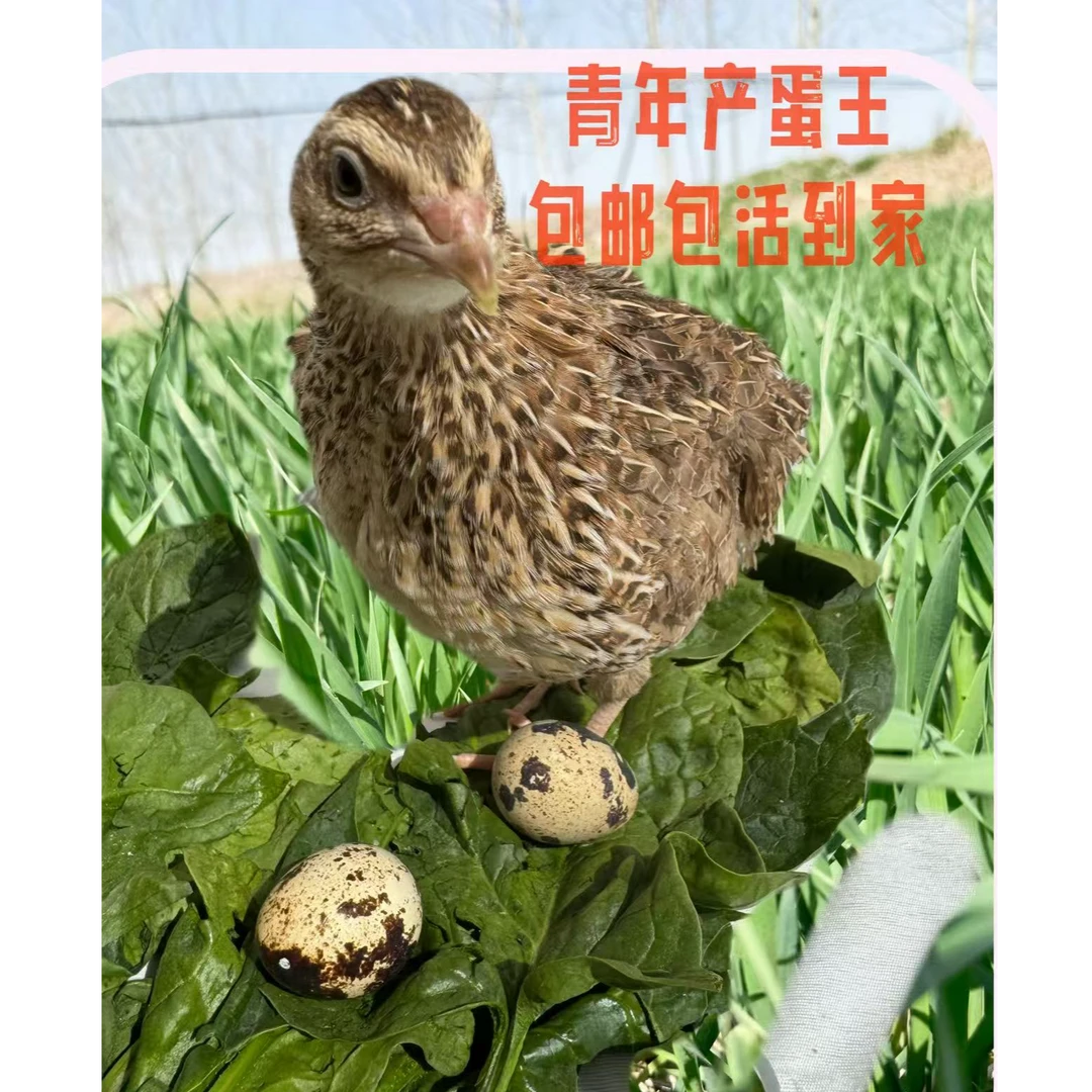 青年黄羽鹌鹑产蛋王鹌鹑适合阳台宠物鸟
