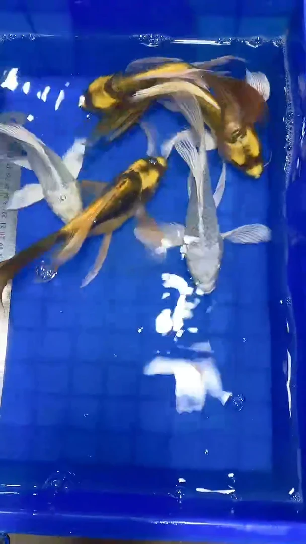 蝴蝶鲤蝴蝶鲤直播选鱼专用链接