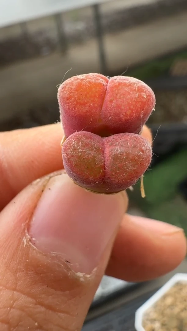 美丽的肉石头（25-31）-307草莓