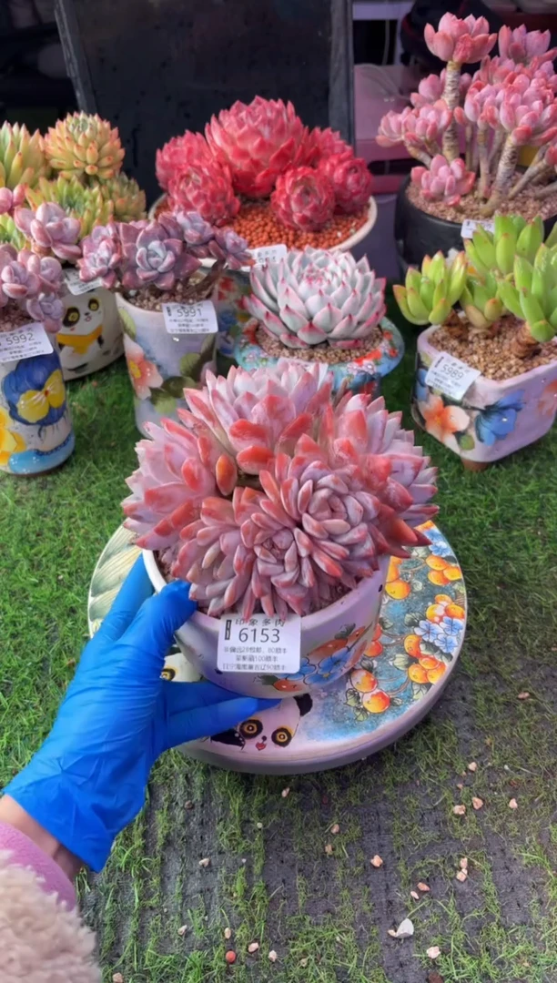 昆明印象多肉6153