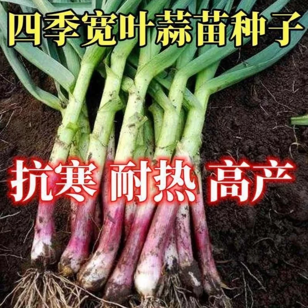 【紫皮蒜苗种子】家庭阳台小院盆栽地栽四季种植